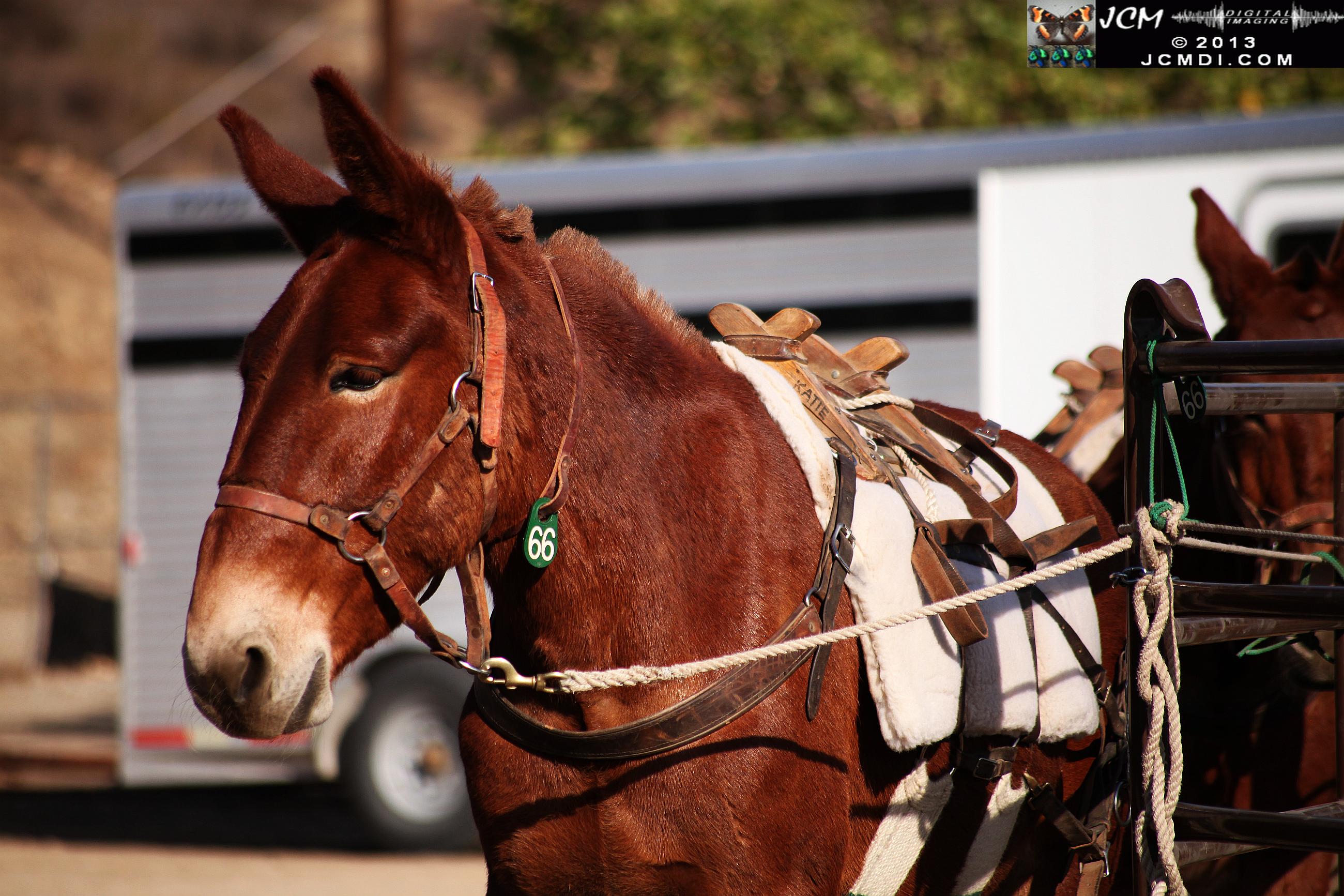 100 Mule Team at Whitney Canyon